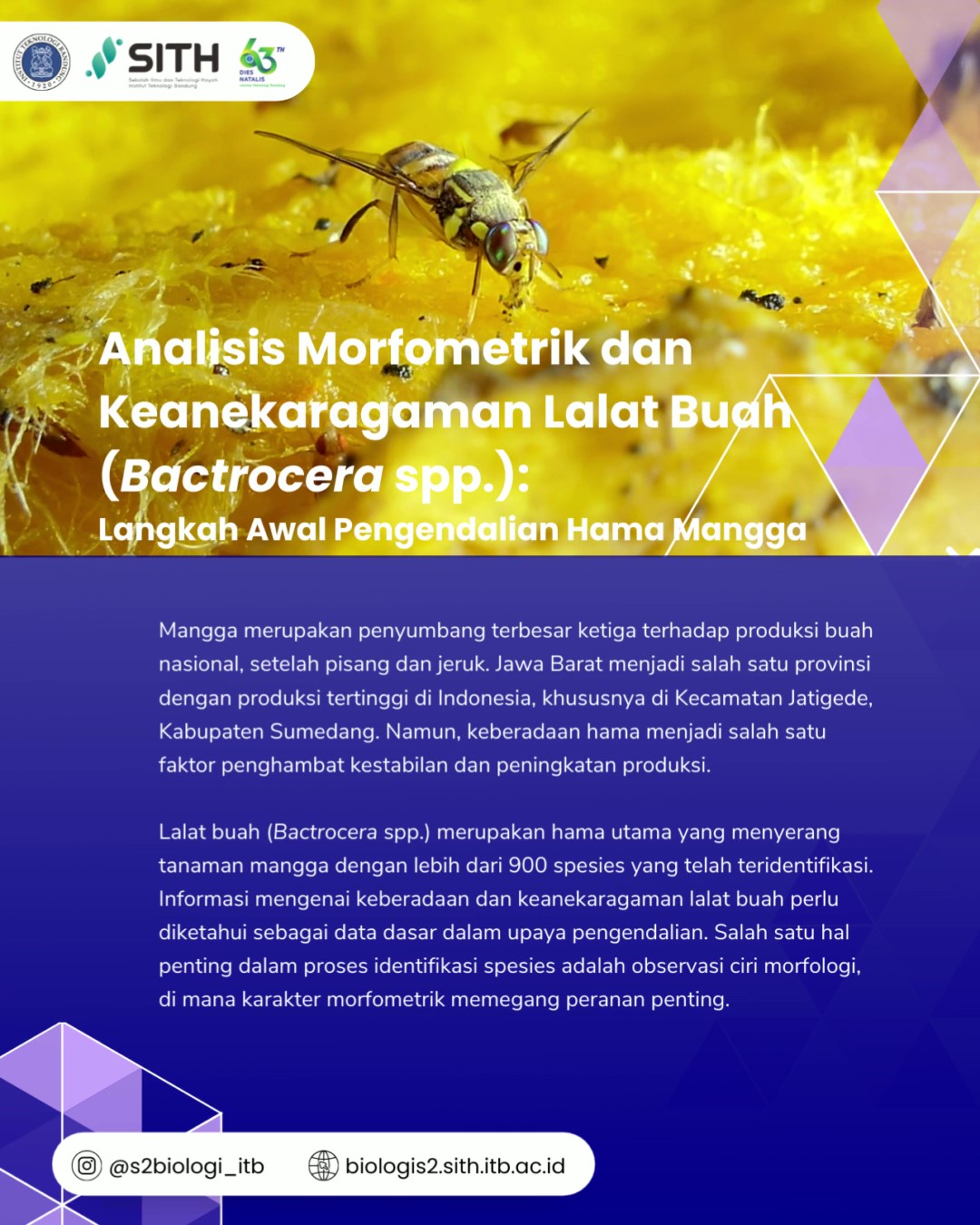 Analisis Morfometrik dan Keanekaragaman Lalat Buah (Bactrocera spp.): Langkah Awal Pengendalian Hama Mangga