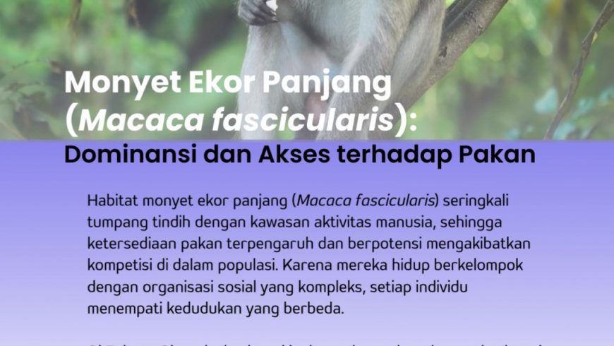 Monyet Ekor Panjang: Dominansi dan Akses terhadap Pakan